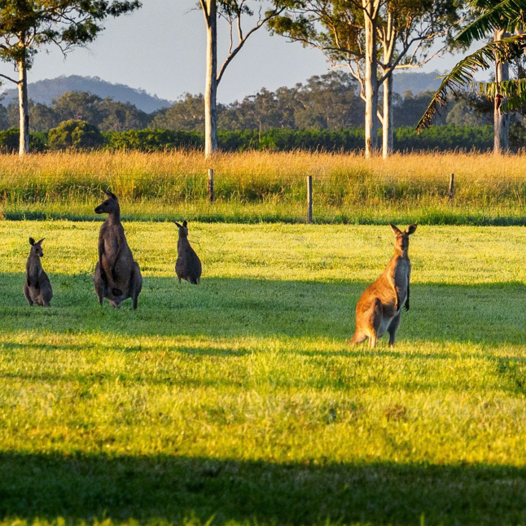 Gympie Region Standown Park Kui Parks Wildlife