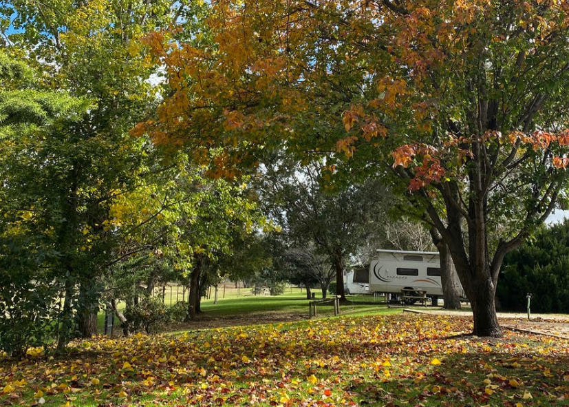 inverell caravan park kui parks autumn leaves and trees
