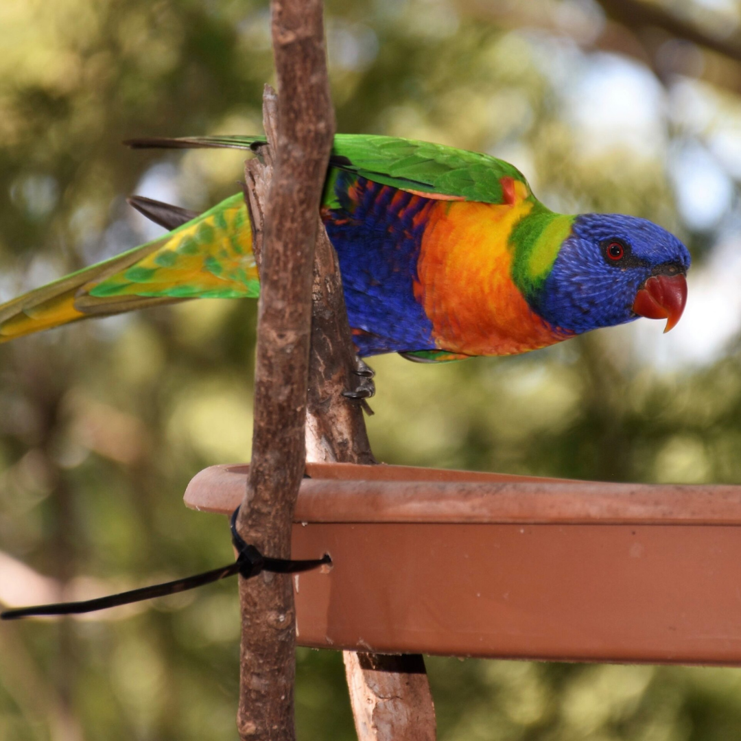 South Burnett Barambah Bush Caravan and Camping Park Kui Parks Wild Birds