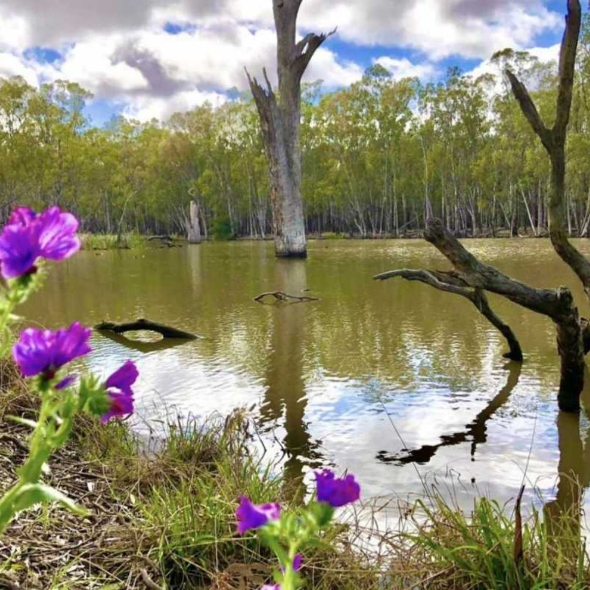gogeldrie riverside park river with purple flowers in forground