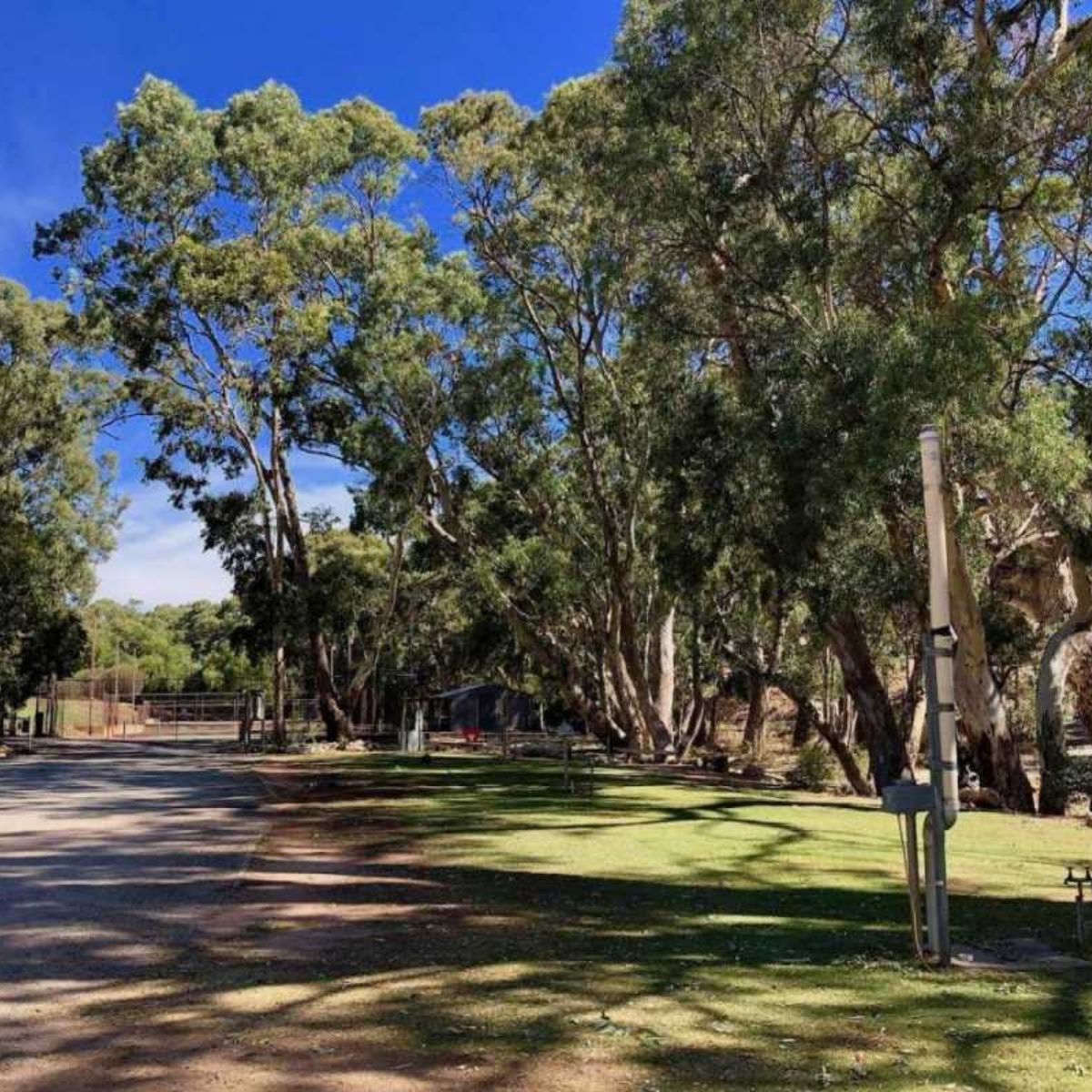 melrose caravan and tourist park driveway with trees