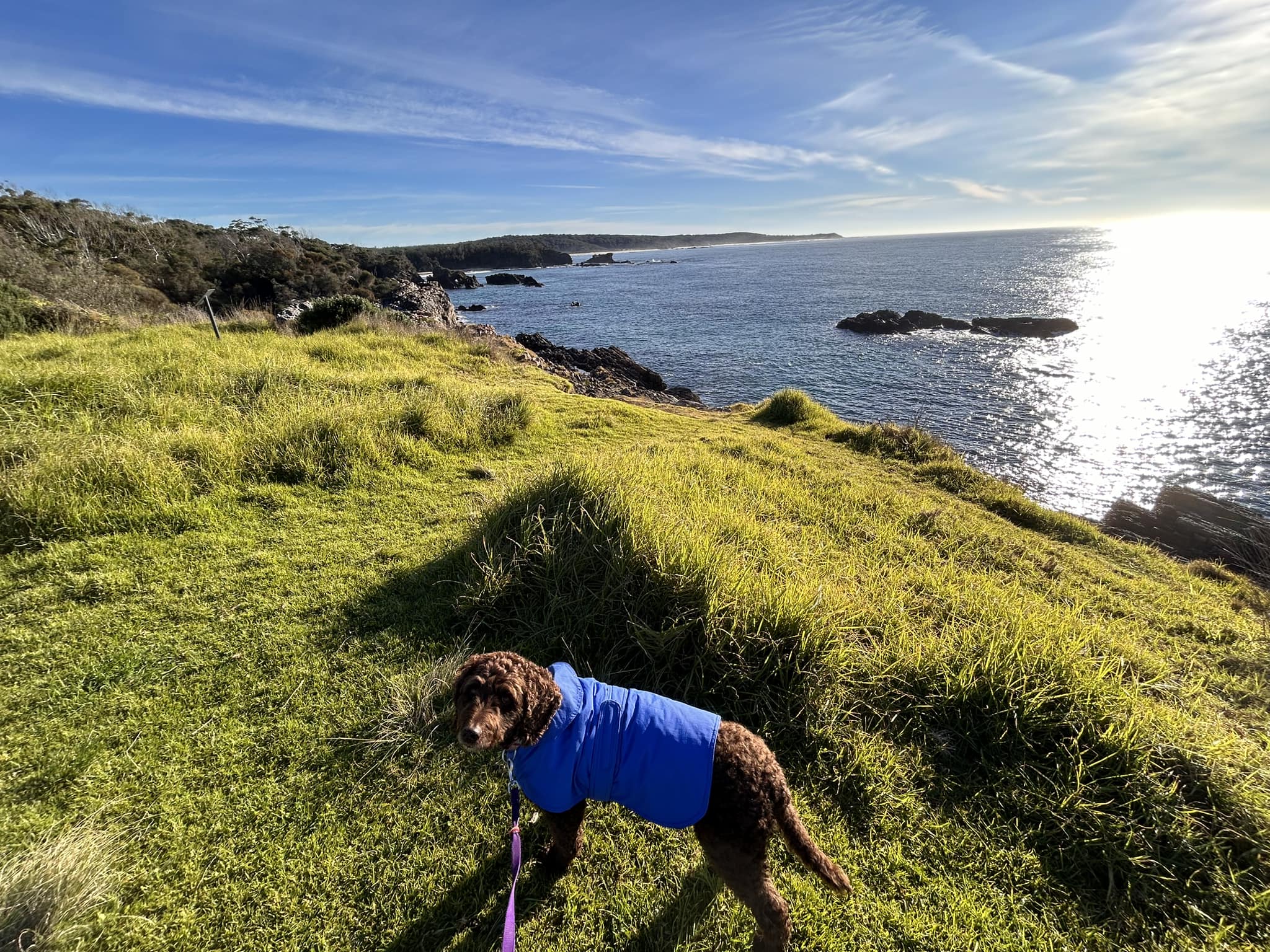 mystery bay campground dog walking along coastline