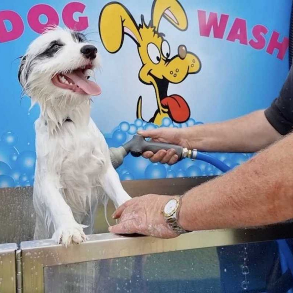 rich river tourist park dog wash